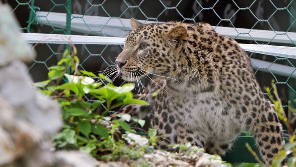 Hembra de leopardo de Persia en el parque zoológico de Sochi - Sputnik Mundo