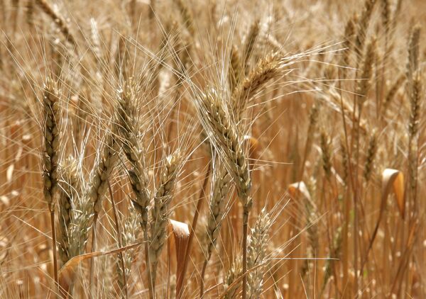 Rusia levanta veto a las exportaciones de cereales y los agricultores cuentan las pérdidas - Sputnik Mundo