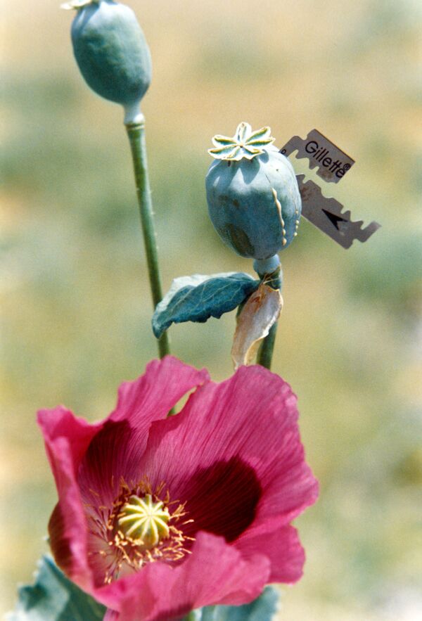 Ingresos por producción de opio en 2011 se estiman en 9% del PIB de Afganistán - Sputnik Mundo