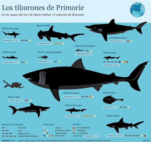 Los tiburones de Primorie - Sputnik Mundo
