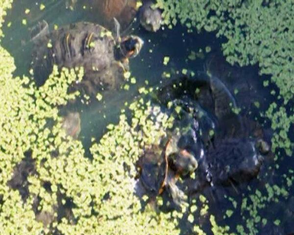 Estanque del Central Park neoyorquino invadido por decenas de tortugas  - Sputnik Mundo