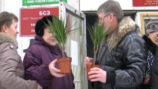 Residentes de la ciudad rusa de Stávropol intercambian árboles de Año Nuevo por palmas - Sputnik Mundo