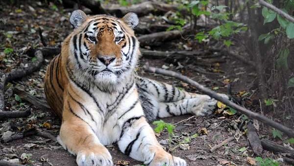Uno de los tigres más longevos del mundo muere en el Lejano Oriente de Rusia - Sputnik Mundo