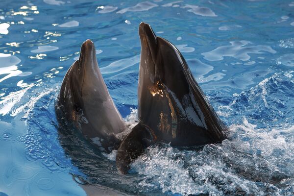 Ucrania reanuda entrenamiento de delfines para usos militares - Sputnik Mundo