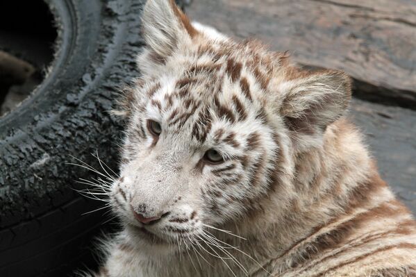Tigres blancos y sus crías en el parque natural Chimelong de China - Sputnik Mundo