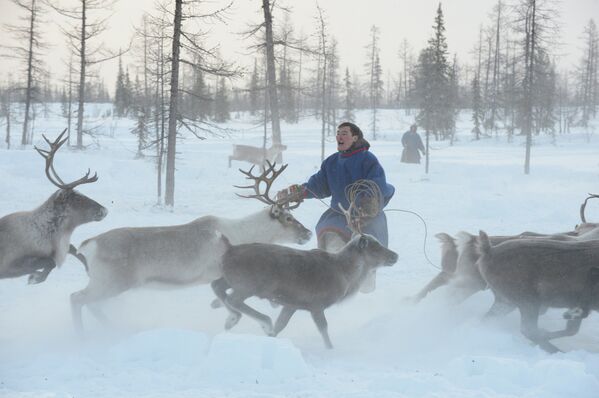 Torneo de pastores de renos en el norte de Siberia - Sputnik Mundo