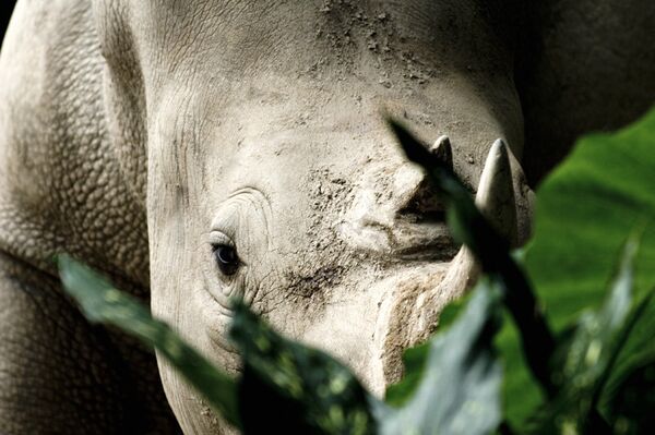 Cazadores furtivos matan a más de 200 rinocerontes en tres meses en Sudáfrica - Sputnik Mundo
