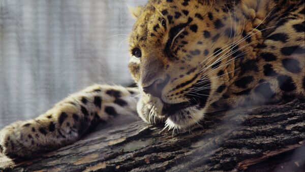 Leopardo del Amur (archivo) - Sputnik Mundo