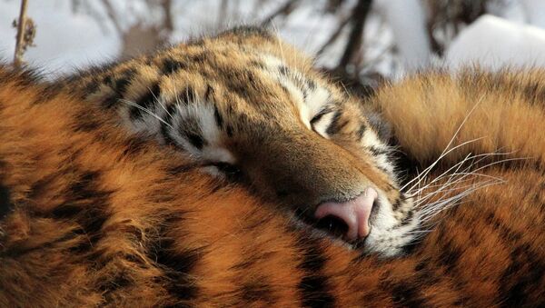 Una de las tigresas que liberó Putin se asienta en el parque natural de la región del Amur - Sputnik Mundo