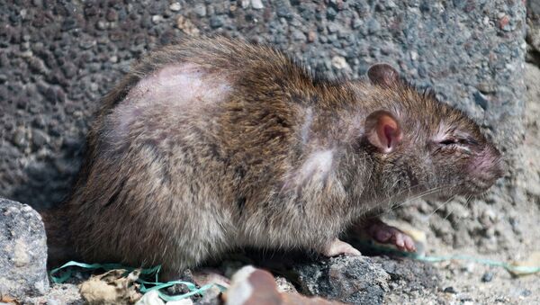 Una operación eliminará ratas para conservar la biodiversidad de una isla - Sputnik Mundo