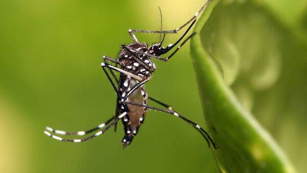 Aedes aegypti - Sputnik Mundo