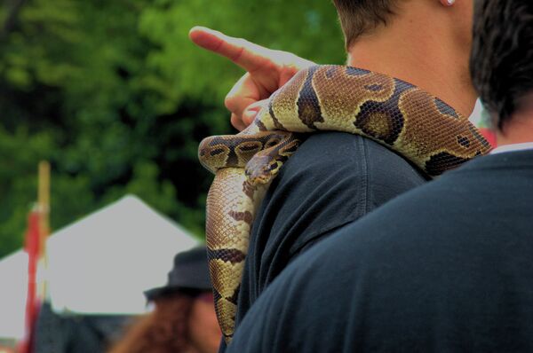 Un brasileño intenta votar con su serpiente pitón de 1,7 metros al hombro - Sputnik Mundo