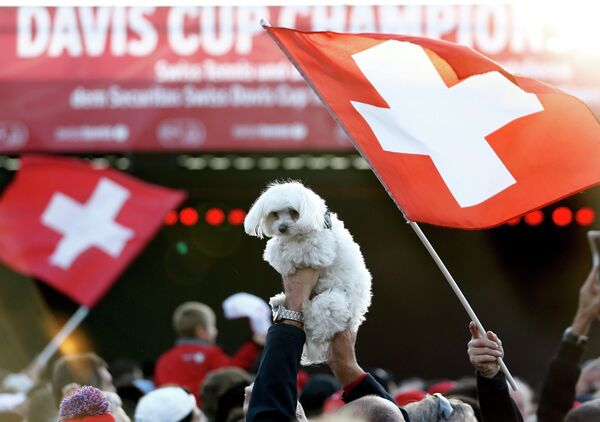 Defensores de animales piden prohibir comer gatos y perros en Suiza - Sputnik Mundo
